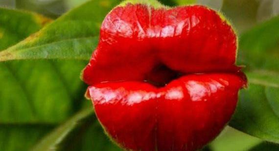 عکس گل ژوبا