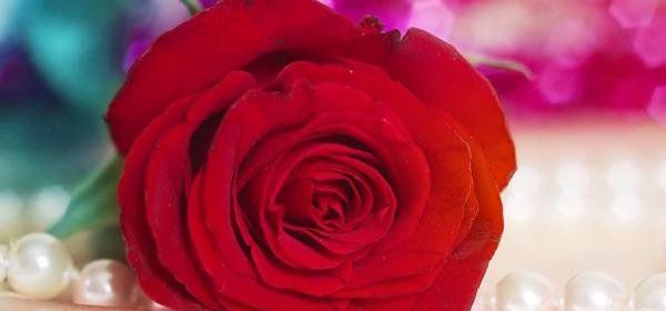 عکس گل ژوبا