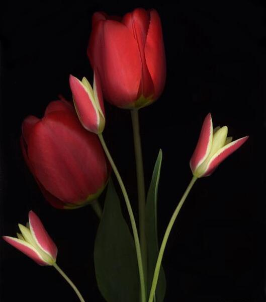 عکس گل ژوبا