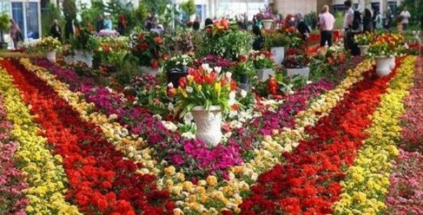 عکس گل ژوبا