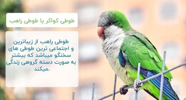 عکس طوطی ی سخنگو
