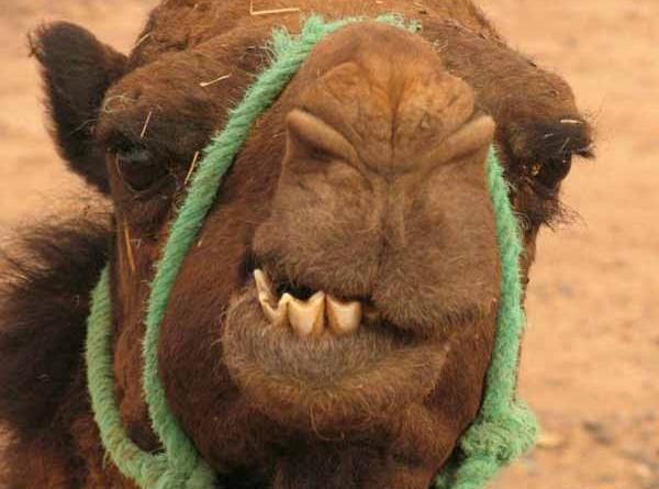 عکس لبهای شتر