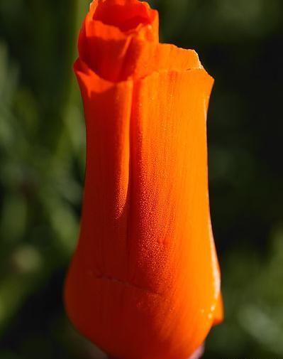 عکس گل های کمیاب زیبا