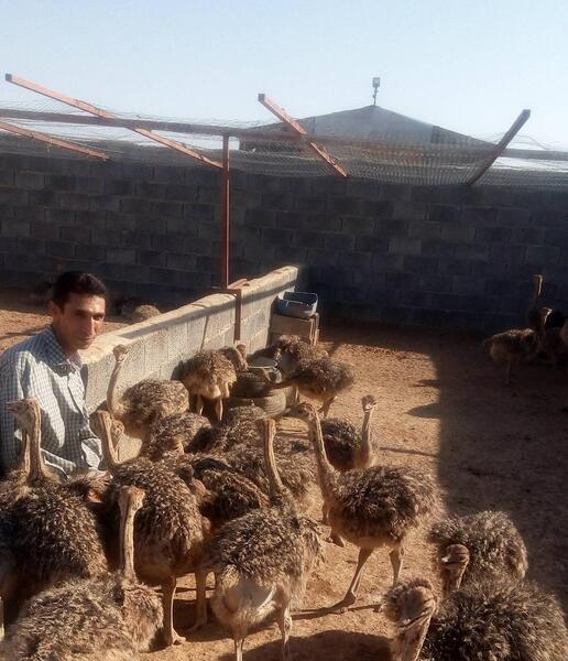 عکس جوجه شتر مرغ