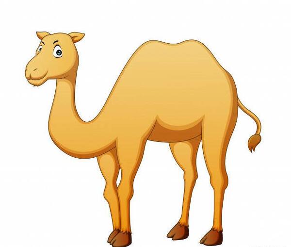 عکس شتر کارتونی