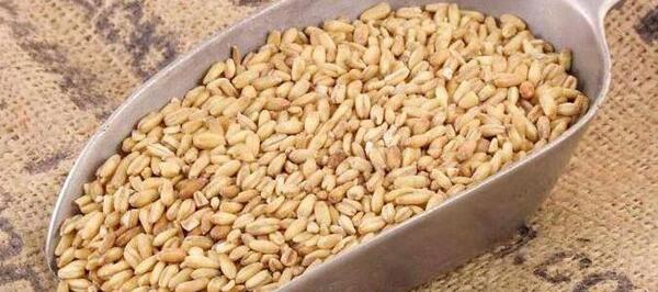 عکس انواع جو