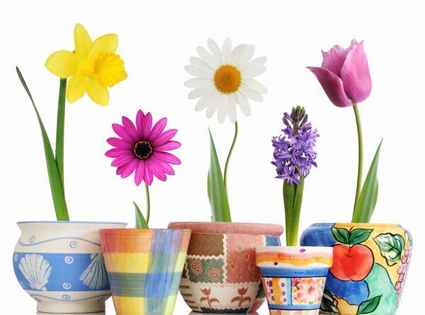 عکس گل های زیبا با گلدان