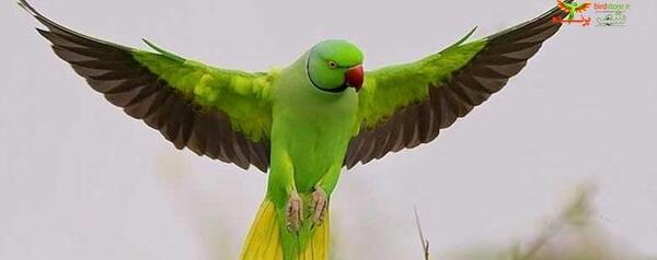 عکس طوطی زرد