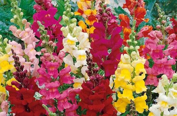 عکس گل میمون واقعی