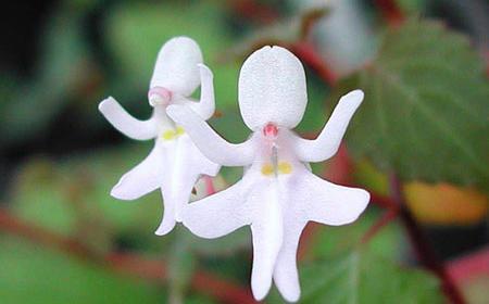 عکس گل میمون واقعی
