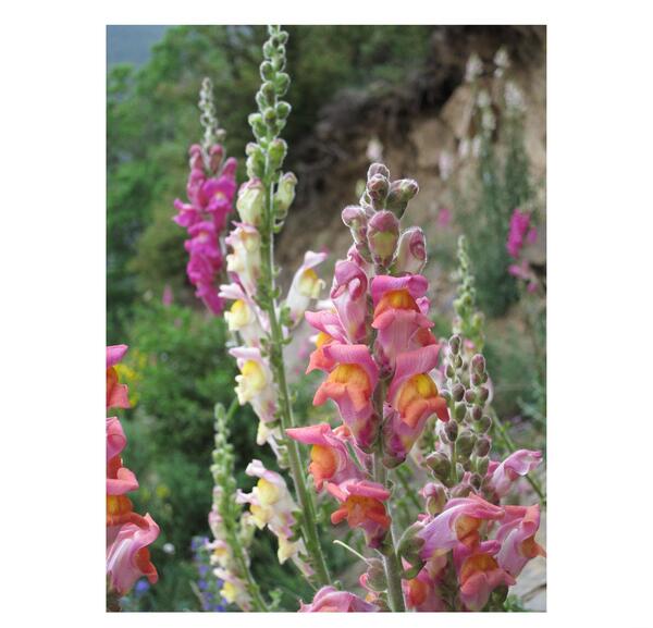عکس گل میمون واقعی