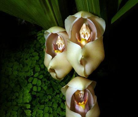 عکس گل میمون واقعی