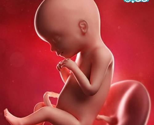 عکس جنین پسر پنج ماهه