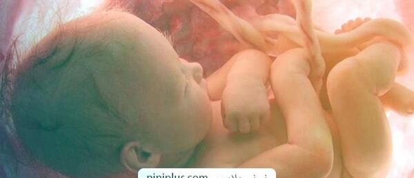عکس جنین پسر پنج ماهه