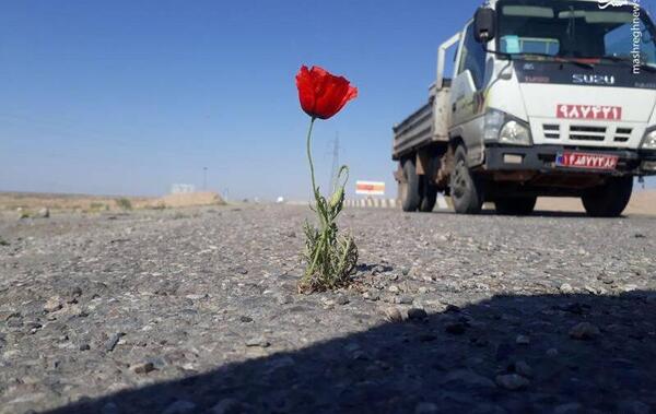 عکس طبیعت گل لاله
