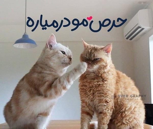 عکس عاشقانه گربه