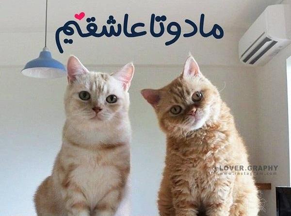 عکس گربه گریه کن