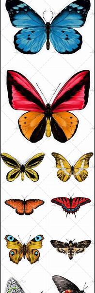 عکس پروانه جهت طراحی