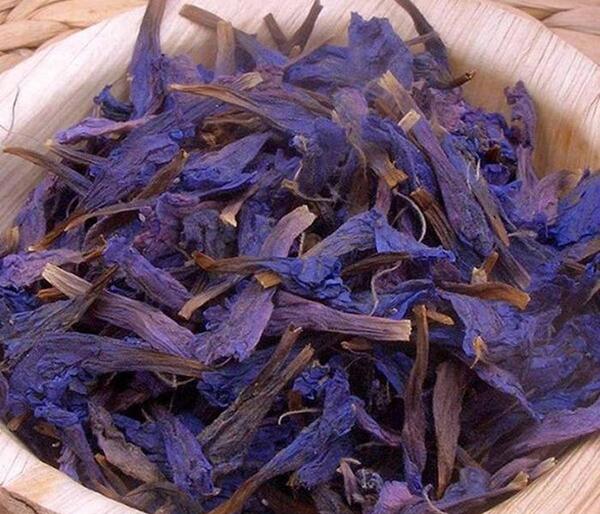 گل گاوزبان عکس