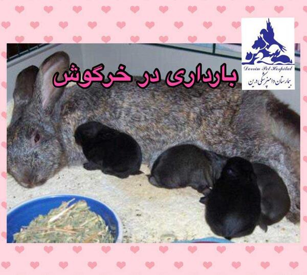 عکس خرگوش حامله