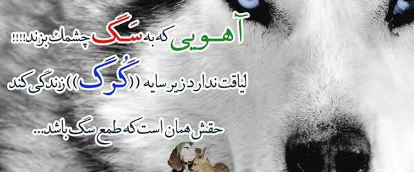 عکس گرگ با جمله