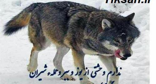 عکس گرگ با جمله