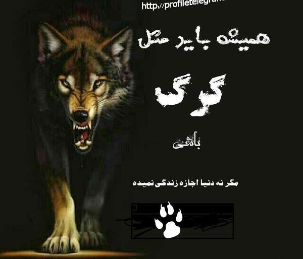 عکس گرگ با جمله