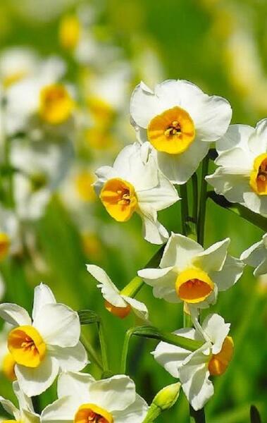 عکس گل نرگس برای صفحه گوشی