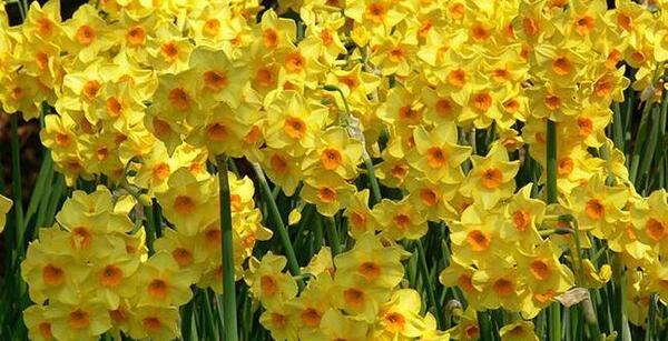 عکس گل نرگس برای صفحه گوشی