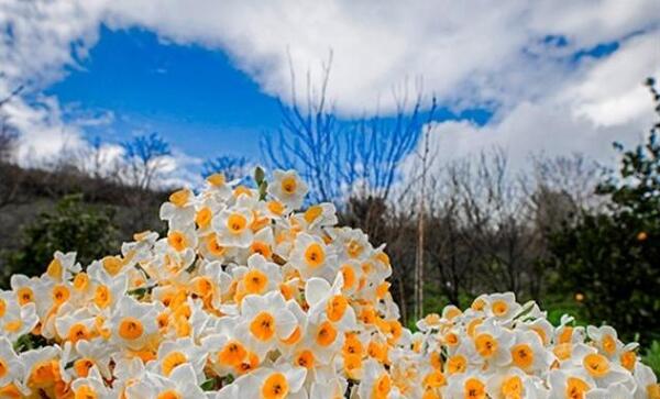 عکس گل نرگس برای صفحه گوشی