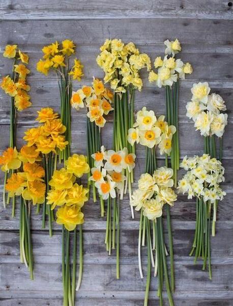 عکس گل نرگس برای صفحه گوشی