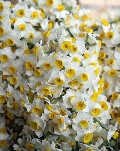 عکس گل نرگس برای صفحه گوشی