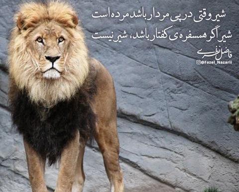 عکس شیر زخم خورده