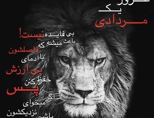 عکس شیر زخم خورده