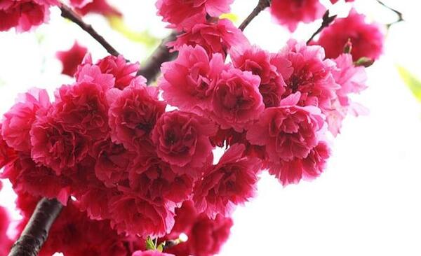 عکس شکوفه پروفایل