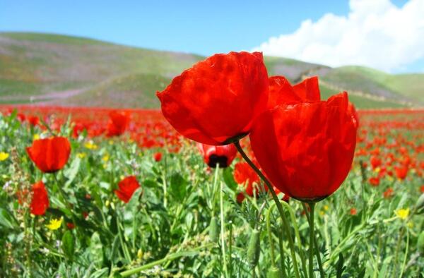 عکس های زیبا از شهر مزار شریف