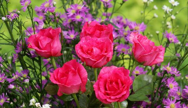 عکس گل های زیبا ایرانی