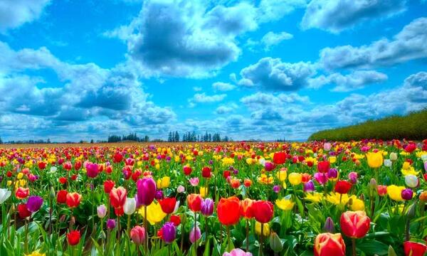 عکس گل های زیبا ایرانی