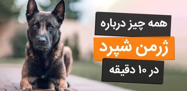 عکس توله سگ ژرمن شپرد پلیس