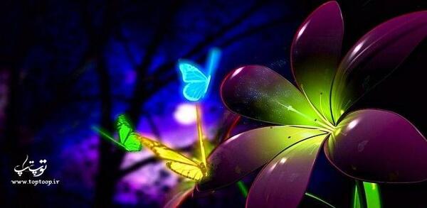 عکس شمع و پروانه غمگین