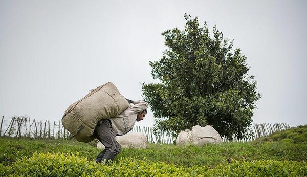 عکس چای چکش سبز