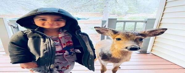 عکس آهو کودک