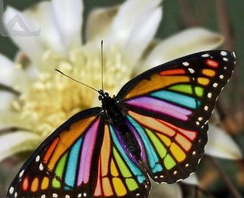 عکس پروانه خوشگل برای پروفایل