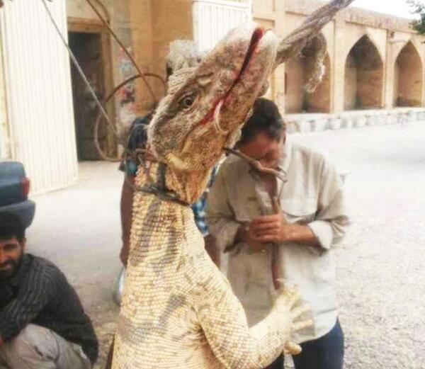 عکس شاهین مرده