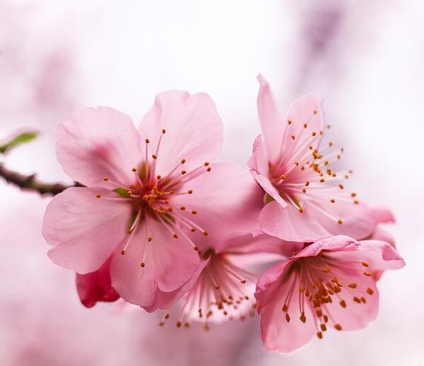 عکس شکوفه گیلاس