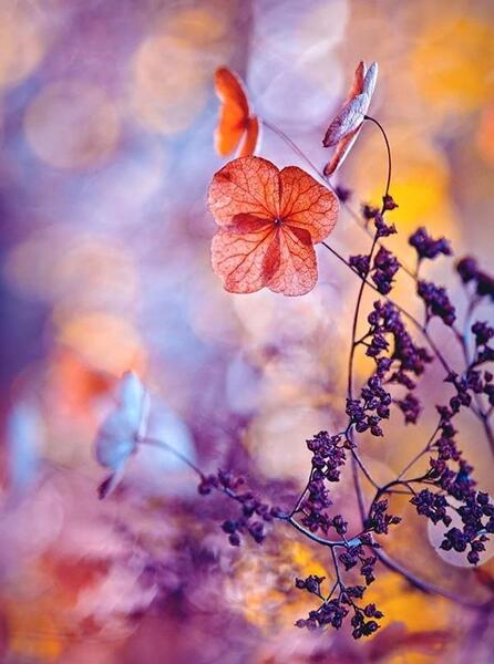 عکس طبیعت حرفه ای