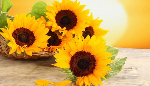 عکس دسته گل آفتابگردان