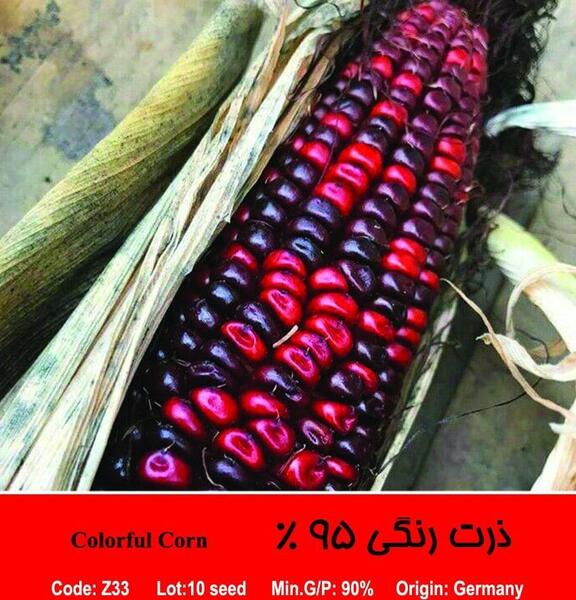 عکس ذرت رنگی