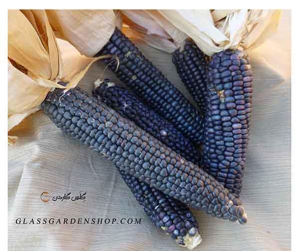 عکس ذرت رنگی