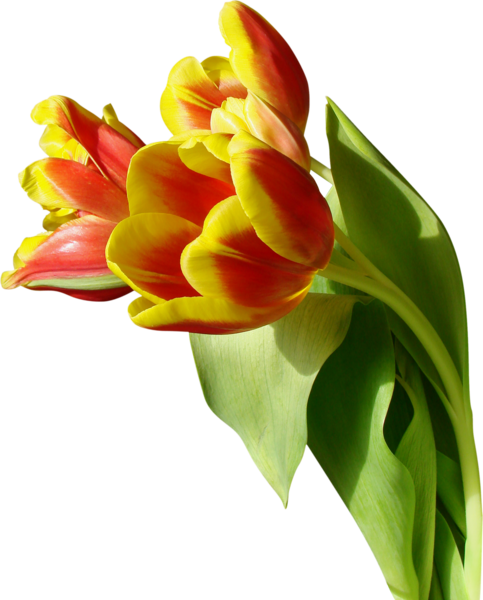 عکس گل شقایق زرد